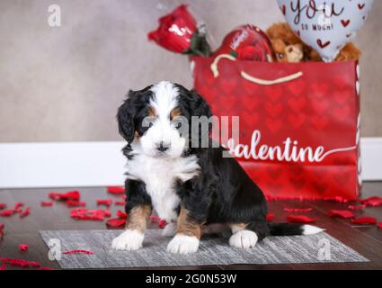5 week old F1 Mini Bernedoodle puppy sitting on floor in front of a Valentines bag with rose pedals, puppy looking at camera Stock Photo