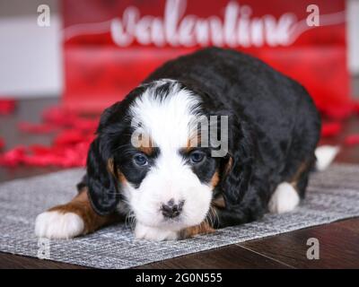 5 week old F1 Mini Bernedoodle puppy lying on floor in front of valentines bag with rose pedals, puppy looking at camera Stock Photo