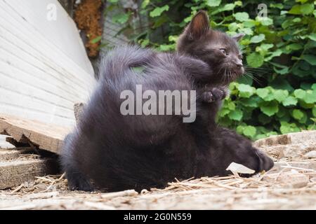 Two black kittens play in the garden Stock Photo