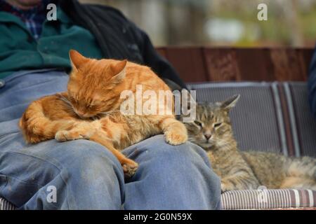 A loving relationship between humans and their domestic cats and their trust Stock Photo