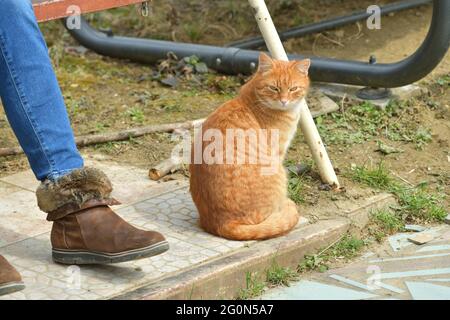 Domestic cats to snuggle the humans and sleep on their knees Stock Photo