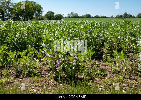 A field crop of young broad bean plants with a line of forest on the horizon Stock Photo