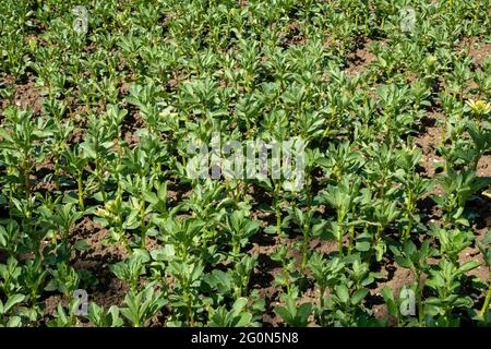 An area of a field crop of young broad bean plants Stock Photo