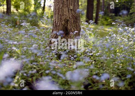 Myosotis sylvatica, the wood forget-me-not or woodland forget-me-not flowers in full bloom Stock Photo