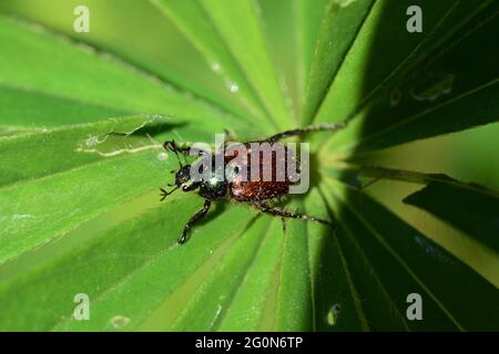 Garden foliage beetle - Phyllopertha horticola on a green leave Stock Photo