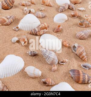 Mix of sea shells on sand background. Stock Photo