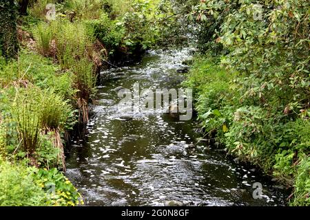 Small river flowing through a forest location Stock Photo