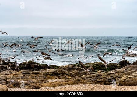 Seagulls flying over the sand of the beach with the sea, waves and stones in the background Stock Photo