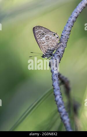 Lang's short-tailed blue or common zebra blue (Leptotes pirithous). Stock Photo