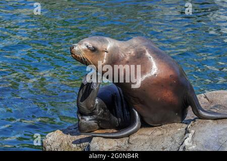 Steller sea lion / northern sea lion / Steller's sea lion (Eumetopias jubatus) female on rock scratching head with hind flipper Stock Photo