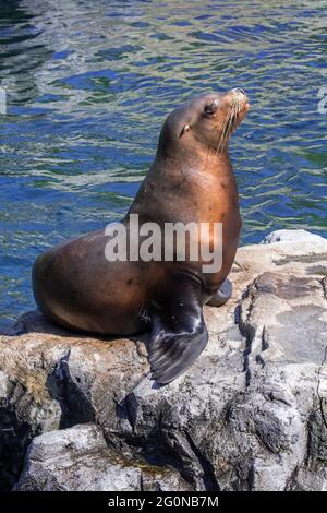 Steller sea lion / northern sea lion / Steller's sea lion (Eumetopias jubatus) female basking on rock, native to the northern Pacific Stock Photo