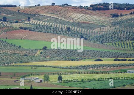 Background with fields of different crops and colors in Andalusia (Spain) Stock Photo