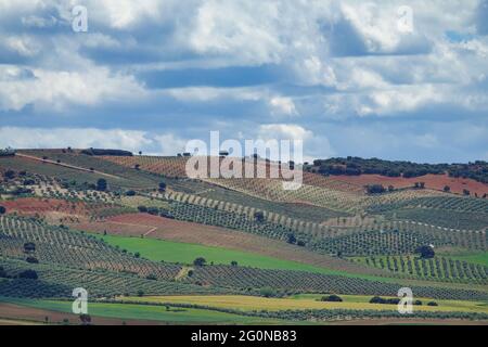 Background with fields of different crops and colors in Andalusia (Spain) Stock Photo