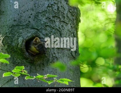Pine marten female head peeping out of a hole in beech tree Stock Photo