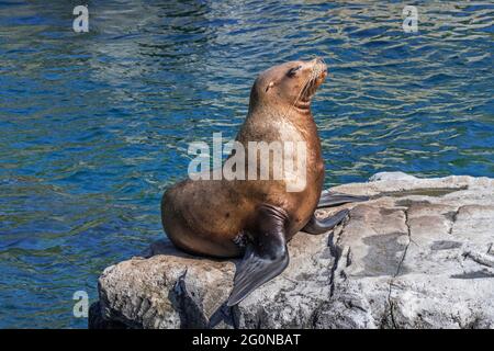 Steller sea lion / northern sea lion / Steller's sea lion (Eumetopias jubatus) female basking on rock, native to the northern Pacific Stock Photo