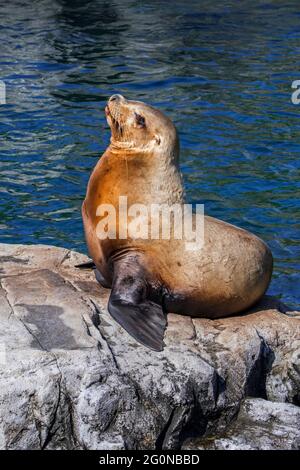 Steller sea lion / northern sea lion / Steller's sea lion (Eumetopias jubatus) female basking on rock, native to the northern Pacific Stock Photo