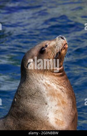 Steller sea lion / northern sea lion / Steller's sea lion (Eumetopias jubatus) close-up portrait of basking female, native to the northern Pacific Stock Photo