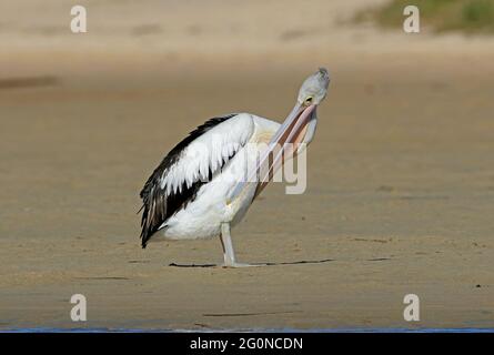 Australian Pelican (Pelecanus conspicillatus) standing on sandy beach preening New South Wales, Australia      January Stock Photo
