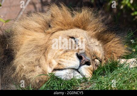 just resting my eyes, not sleeping Stock Photo