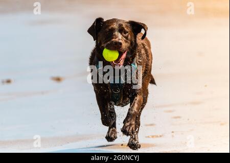 labrador retriever dog running on the beach with ball in mouth Stock Photo