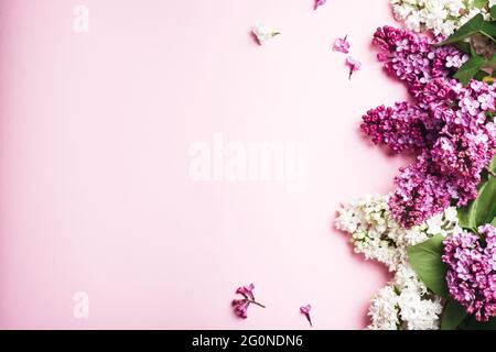Purple and white lilacs on a pink background. Stock Photo