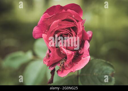 Hoverfly sitting on the red rose with water droplets on petals Stock Photo