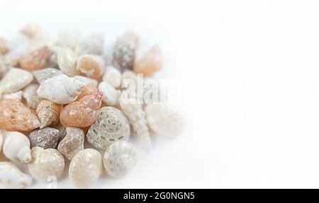 Mix of seashells on white background with copy space. Stock Photo