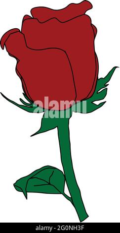 beautiful red rose flower vector with white background Stock Vector