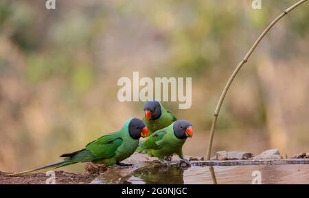 Slaty-headed parakeet (Psittacula himalayana) bird sitting near water body in forest. Stock Photo
