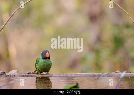 Slaty-headed parakeet (Psittacula himalayana) bird sitting near water body in forest. Stock Photo