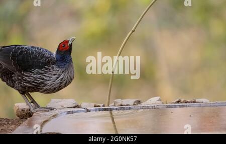 Kalij Pheasant (Lophura leucomelanos) bird rerched on ground in the forest of Sattal. Stock Photo