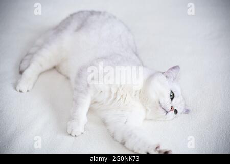 adult cat breed Scottish chinchilla with straight ears, sleeps Stock Photo