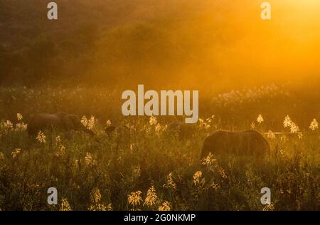 Elephants feeding in the tall reeds during sunset Stock Photo