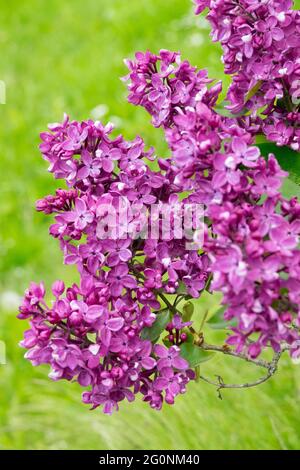 Violet Lilac syringa Blossoms Blooming Spring Garden Flowers Syringa vulgaris Beauty Season Stock Photo