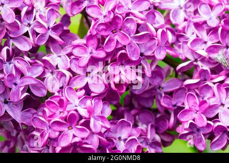 Syringa vulgaris Znamya Lenina Purple Violet Syringa Lilac Flowering Plant Garden Flowers Stock Photo