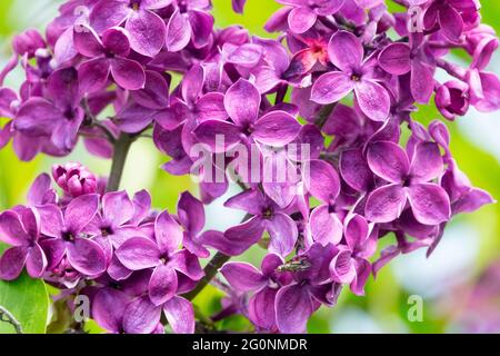 Close up Syringa vulgaris Pasteur Blooming Purple Flowers Lilac Blooms Flowering May French lilac Stock Photo