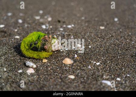 Black sea sand with seashells Stock Photo