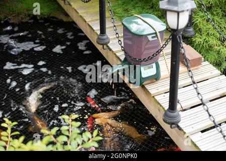 Auto pond shop fish feeder