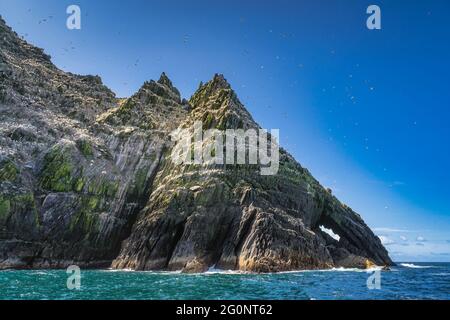 Gannets, Morus Bassanus, sitting on Little Skellig island in their natural habitat, surrounded by turquoise Atlantic Ocean, Ring of Kerry, Ireland Stock Photo