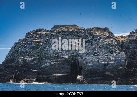 Hundreds of Gannets, Morus Bassanus flying around and perching on the cliffs of Little Skellig island in their natural habitat, Ring of Kerry, Ireland Stock Photo