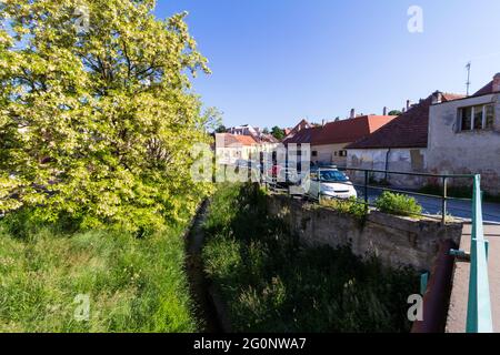 Black Locust (Robinia pseudoacacia) tree in full bloom in spring beside brook Ikva, Sopron, Hungary Stock Photo