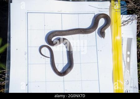 Measuring the length of a smooth snake in the field using a grid, UK. Under licence Stock Photo