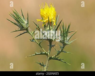 Yellow flower and buds of woolly distaff thistle, Carthamus lanatus Stock Photo