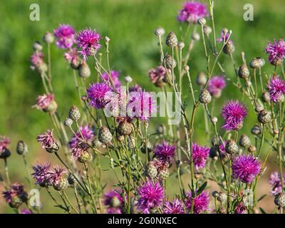 Purple flowers of Greater knapweed, Centaurea scabiosa Stock Photo