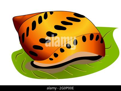 Snail  Vittina Semiconica on green leaf. Ruby Onion Snail Stock Vector