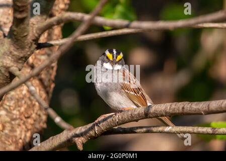 Cute little White-Throated Sparrow relaxing on a tree branch. Stock Photo