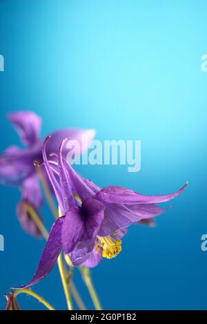 Beautiful Purple Aquilegia glandulosa against bright blue background. Floral wallpaper with aquilegia. Stock Photo
