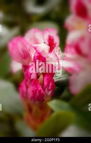 Rhododendron Hachmann's Charmant flowers and foliage, natural flower portrait Stock Photo