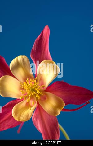 Beautiful Red and Yellow Aquilegia glandulosa against bright blue background. Floral wallpaper with aquilegia. Stock Photo