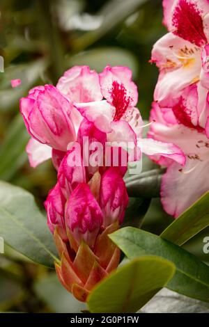 Rhododendron Hachmann's Charmant flowers and foliage, natural flower portrait Stock Photo